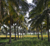 Erode